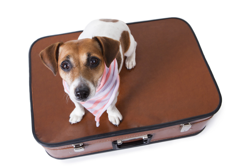 Dog Daycare & Boarding Business
